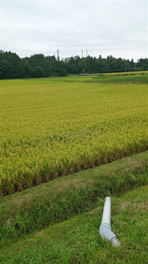 Very Fertile Rice Plants Grow In Japan Stock Photo Image Of Japan