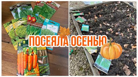 Надеюсь 🤞 на весенний урожай. Посеяла семена под зиму. - YouTube
