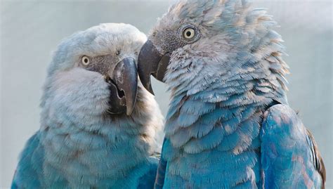 44 Hilarious Spix's macaw Puns - Punstoppable 🛑