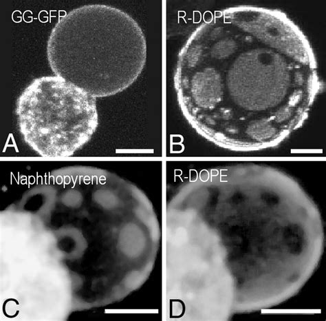 Large Scale Fluidfluid Phase Separation Of Proteins And Lipids In