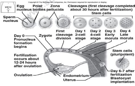 Cbse Class 12 Biology Human Reproduction Notes