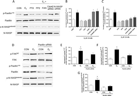 Figure 1 From Paxillin A Novel Controller In The Signaling Of Estrogen To Fakn Wasparp23