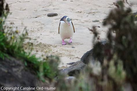 Yellow-eyed Penguin New Zealand hoiho - Megadyptes antipodes