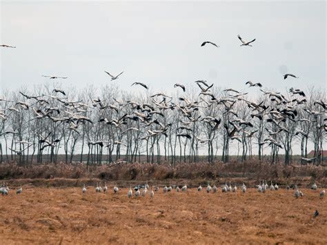 Сив жерав - eBird