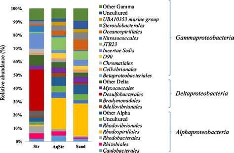 Bacterial Classes Proteobacteria Phylum Composition Of The Living Download Scientific Diagram