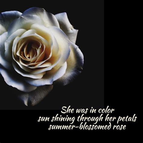 Summer Rose Haiku Lmgiannone