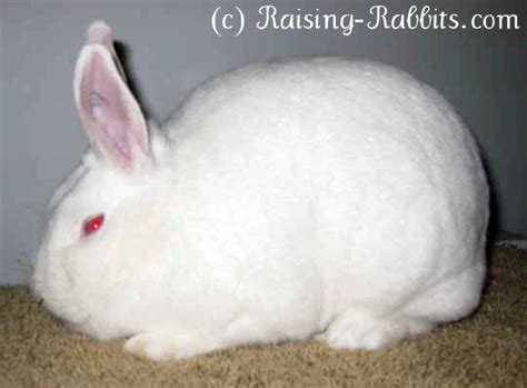 New Zealand Rabbits New Zealand White Red Black And Broken Rabbits