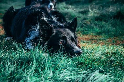 GUIDE Quels sont les signes de la prédation chez le chien Cours