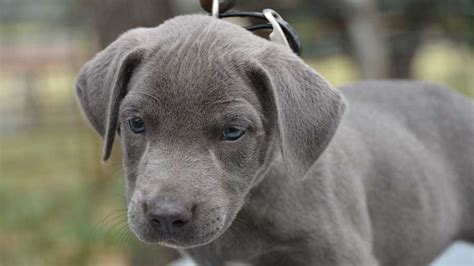 Blue Lacy : History, Temperament, Care, Training, Feeding & Pictures