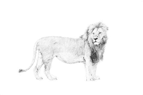 Lion. Sketch with pencil stock illustration. Illustration of portrait ...