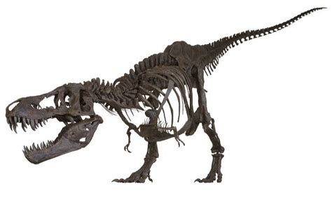 Stan Tyrannosaurus Rex™ Skeleton Display Replica Black Hills Institute