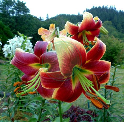 Lilia Drzewiasta Red Morning Lily Garden Cebulki Kwiatowe