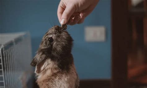 Coelho Pode Comer Casca De Melancia Entenda Aqui Petz