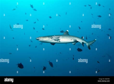 Whitetip Reef Shark Triaenodon Obesus Embudu Channel Indian Ocean