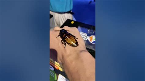 Madagascar Hissing Cockroach Youtube