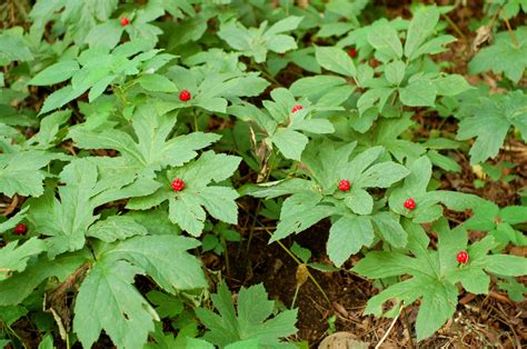 Goldenseal plant identification information | cathyshepherdot