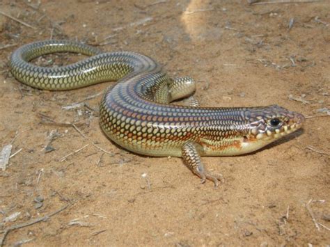 What Lizards Can Be Found In Oklahoma 18 Species With Photos