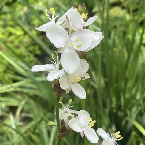 Libertia grandiflora : Lynwood Garden