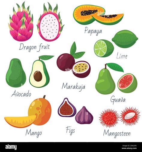 Gran conjunto de frutas tropicales y exóticas Elementos vectoriales