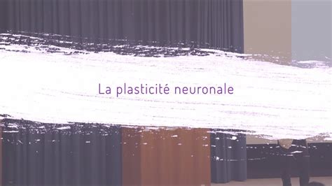 La Plasticit Neuronale Youtube