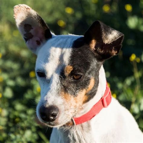 Jack Russel Mischling Toto Hat Endlich Ein Zuhause Salva Hundehilfe E V