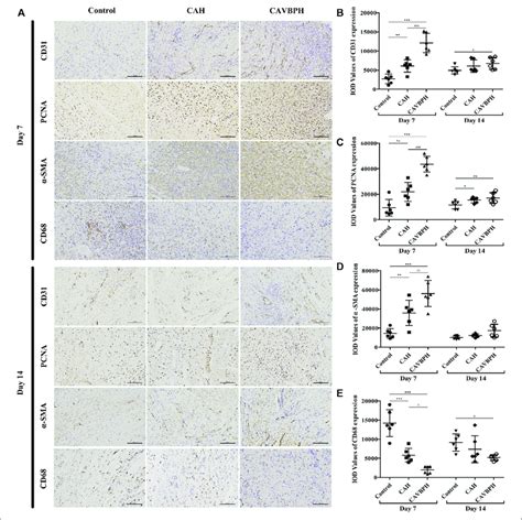 Immunohistochemistry Staining Of Wound Tissues On Days 7 And 14 A