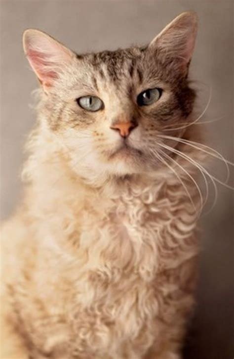 The Laperm Cat Cat Breeds Encyclopedia Cat Breeds Fluffy Cat