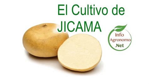 Manual Tecnico Cultivo De Jicama Infoagronomo Salud Y Ejercicio