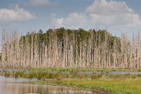 Invasive Florida Plants Wenda Pyman Photography