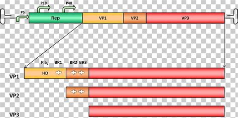 Adeno Associated Virus Major Capsid Protein VP1 Parvovirus Genome PNG