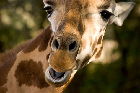 Giraffe Teeth Stock Photos, Pictures & Royalty-Free Images - iStock