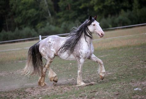 Klacz Irish Cob Gypsy Bardzo Grzeczna Dla Pocz Tkuj Cych Zamiana D