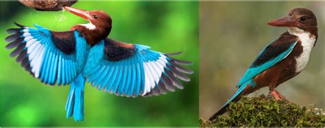 Common Birds That Are Found In The Philippines Bird