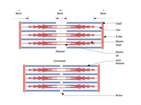 Steps Of Muscle Contraction Diagram