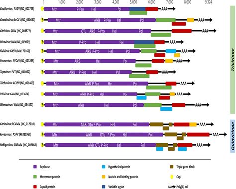 Graphical Representation Of The Genomic Organization Of Selective