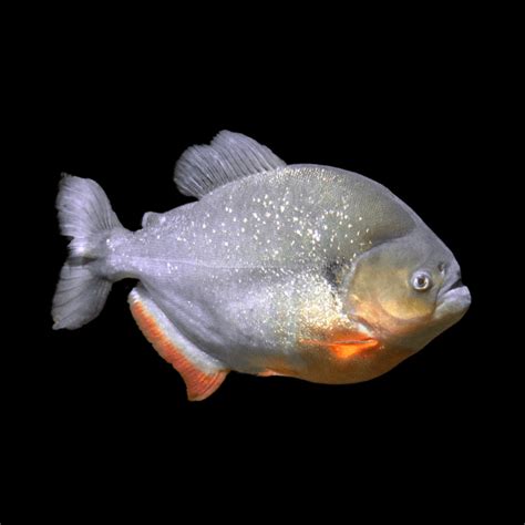 Black Spot Piranha Pygocentrus Notatus Serrasalmus Caribas Cm Sims