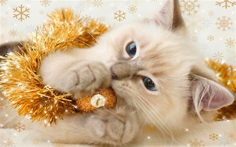 Cute Christmas Kitties Wallpapers Wallpaper Cave