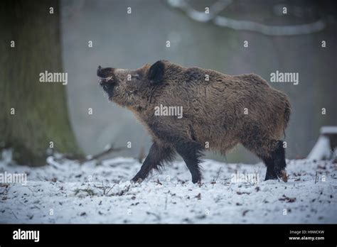 Wild Boars In The Nature Habitat Czech Republic European Wildlife