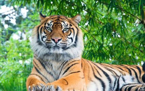 25 zaskakujących ciekawostek o tygrysie bengalskim Zwierzaki Nad Potokiem