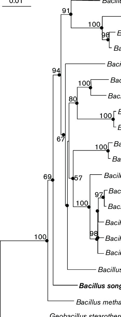 Neighbour Joining Phylogenetic Tree Based On Nearly Complete S Rrna