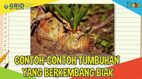 Mengenal Lebih Dekat Tanaman Yang Berkembang Biak Dengan Umbi Batang