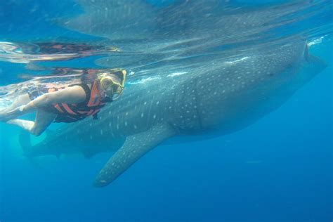 Snorkeling con gli squali balena a Cancún Hellotickets