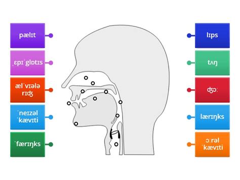 The Organs Of Speech Labelled Diagram