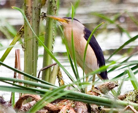 Birds of Ukraine