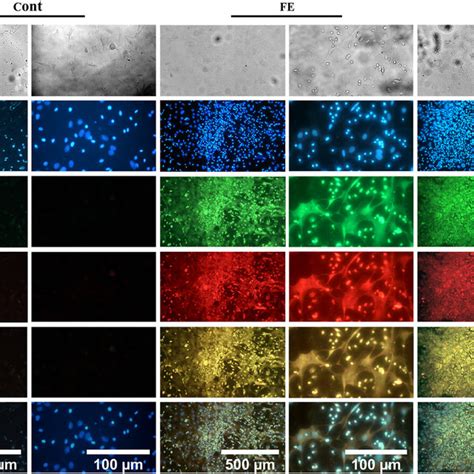 Double Immunostaining Of The Differentiated Cells With Specific