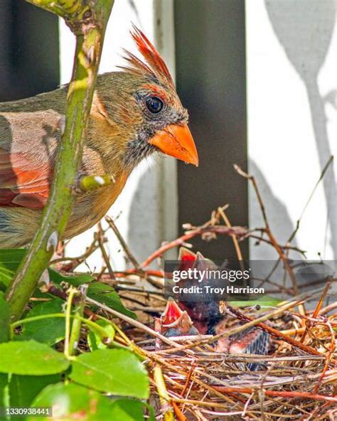 718 Female Northern Cardinal Stock Photos, High-Res Pictures, and ...