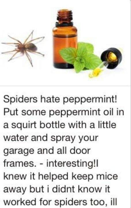 What Is The Best Spider Repellent