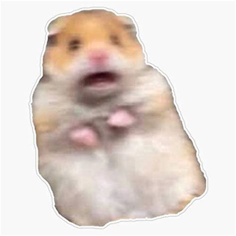 Hamster Memes