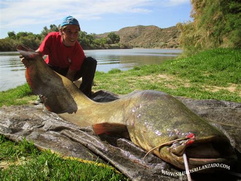 Pesca Con Gu A Del Siluro Al Lance Y Pellets En Mequinenza Y R O Ebro