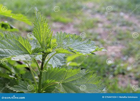 Bush Of Stinging Common Nettles Isolated On White Background Top View